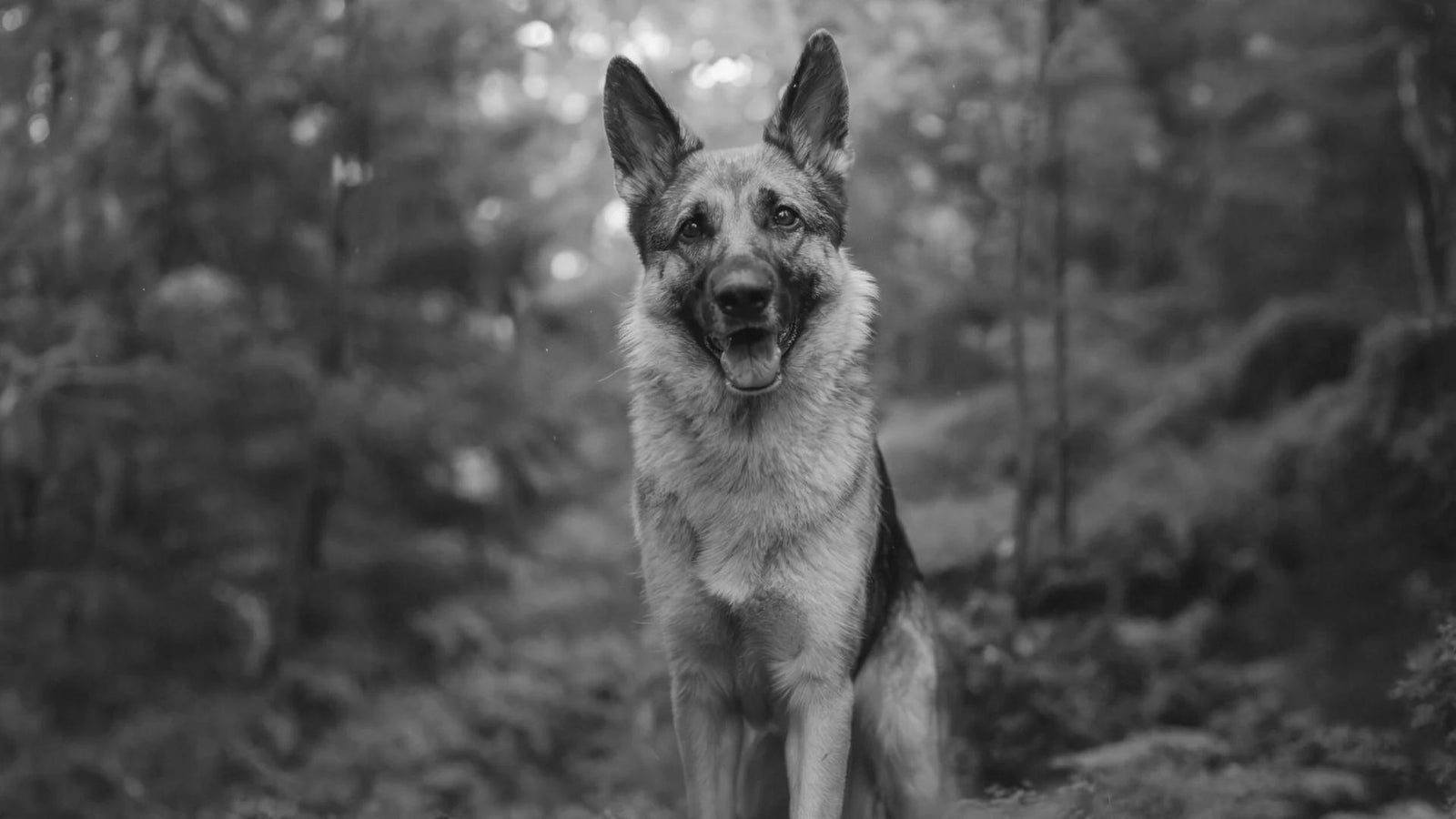 Hundstallet