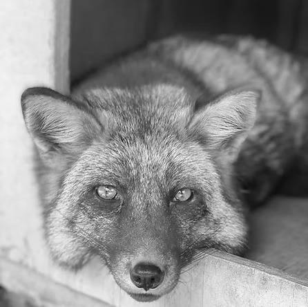 Save a fox rescue
