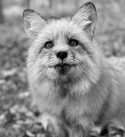 Foxes Journey Sanctuary