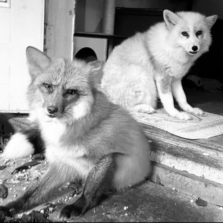 Pawsitive_beginnings Inc