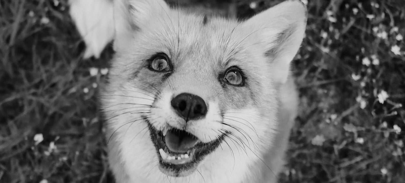 Juniperfoxx